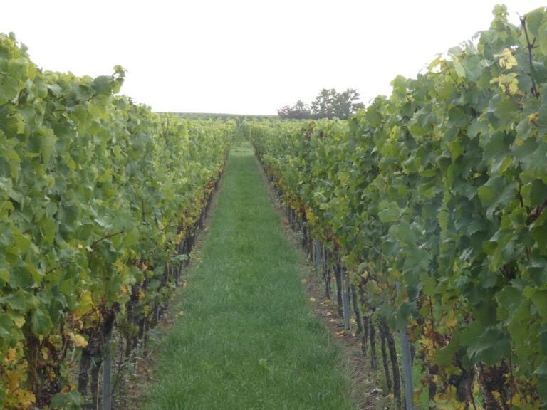 gutgepflegt in Südhanglage