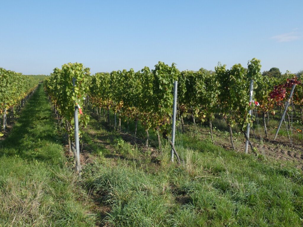 Mit Riesling bestockt