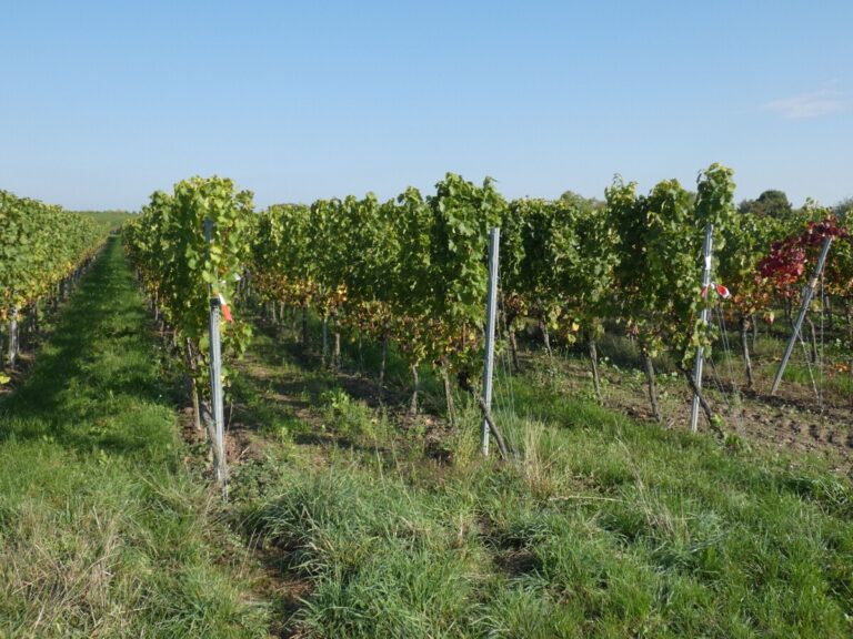 Mit Riesling bestockt